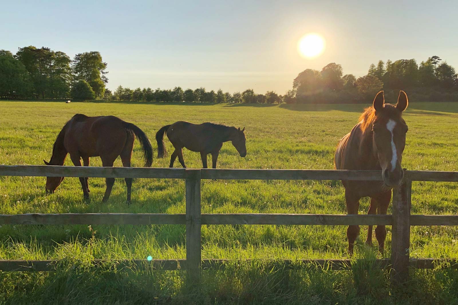 Horses in pasture at sunset.